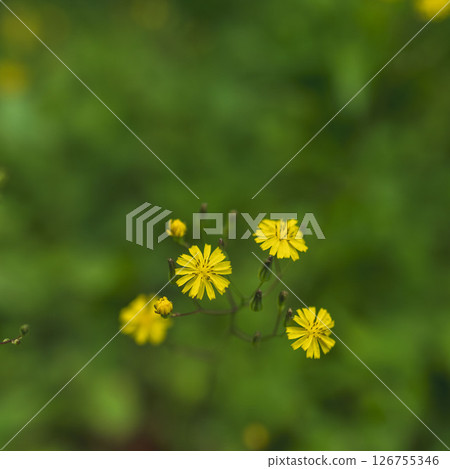 五月的田野和山脈 陰涼處巨型三葉草的黃色花朵 01 126755346