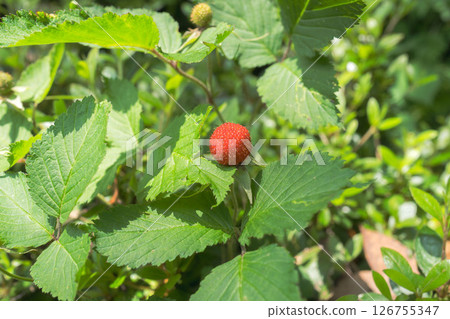 五月的田野和山脈:野草莓變紅了 01 五月的田野和山脈:野草莓變紅了 01 126755347
