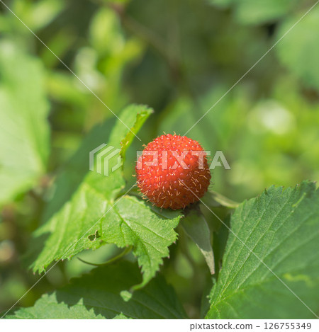 五月的田野和山脈:野草莓變紅了 03 五月的田野和山脈:野草莓變紅了 03 126755349