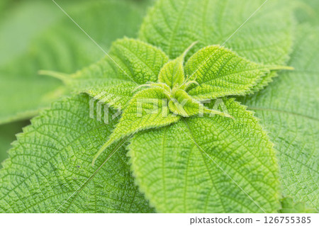 Artemisia japonica May Fields 01 Artemisia japonica May Fields 01 126755385