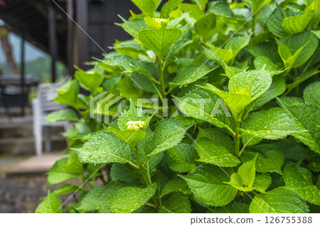 京都美山茅吹村雨後的繡球花 126755388