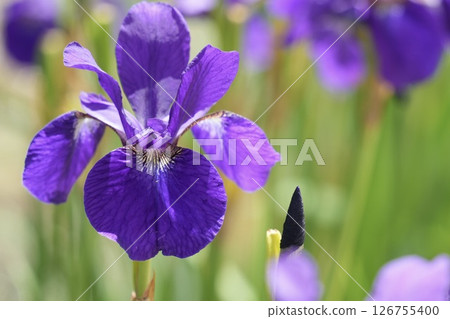 Beautiful irises blooming softly in early summer Beautiful irises blooming softly in early summer 126755400