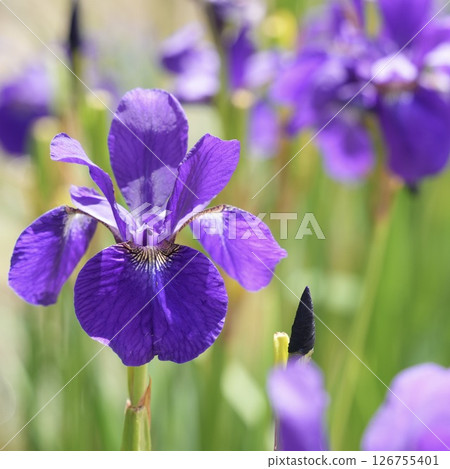 Beautiful irises blooming softly in early summer Beautiful irises blooming softly in early summer 126755401