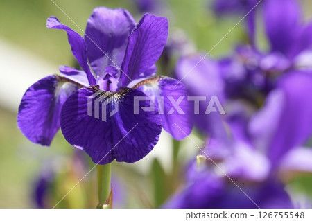 Beautiful irises blooming softly in early summer 126755548