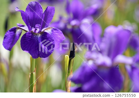 Beautiful irises blooming softly in early summer Beautiful irises blooming softly in early summer 126755550