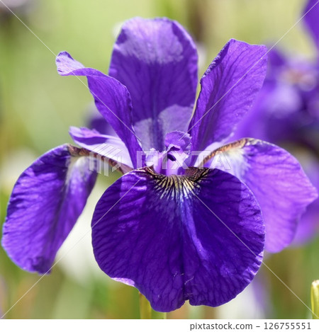 Early summer: Beautiful irises bloom softly and shine Early summer: Beautiful irises bloom softly and shine 126755551