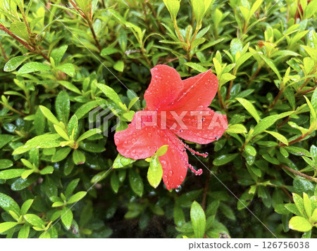 深紅杜鵑花 126756038