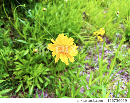 田野裡盛開的黃花 126756039