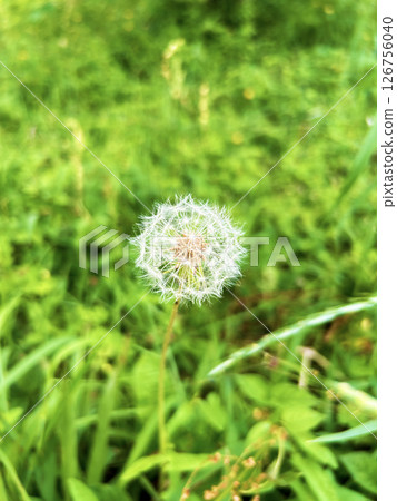 蓬鬆的蒲公英 126756040