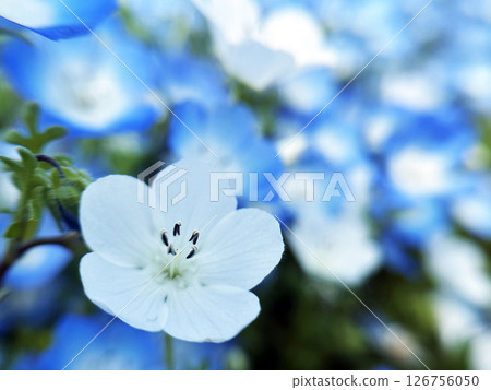 Blue nemophila 126756050