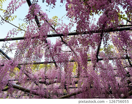 A wisteria trellis A wisteria trellis 126756055