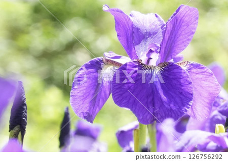 Early summer: Beautiful irises blooming softly on a green background, bokeh 126756292