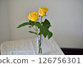 Yellow flower rose 126756301