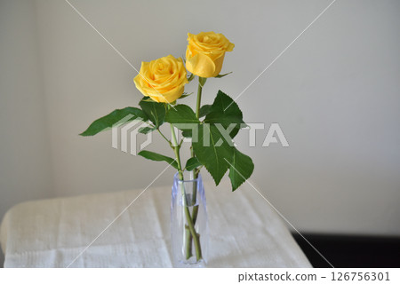 Yellow flower rose 126756301