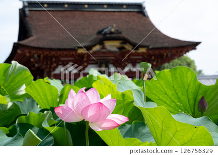 蓮花與歷史建築共同構成日本夏日美景 蓮花與歷史建築共同構成日本夏日美景 126756329