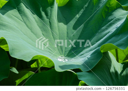 Morning dew glistening on lotus leaves Morning dew glistening on lotus leaves 126756331