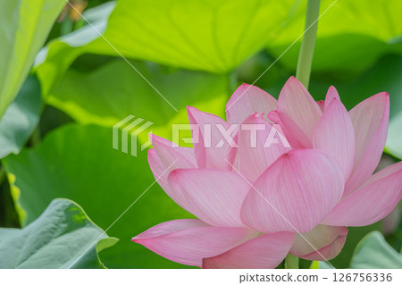 Lotus flower against green leaves 126756336