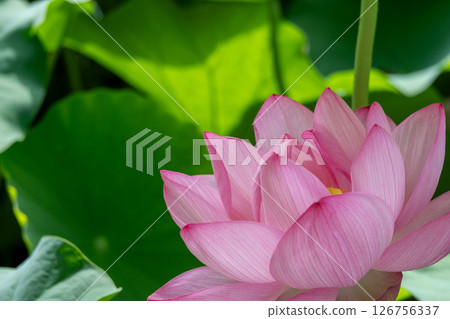 Pink lotus stands out against vibrant green 126756337