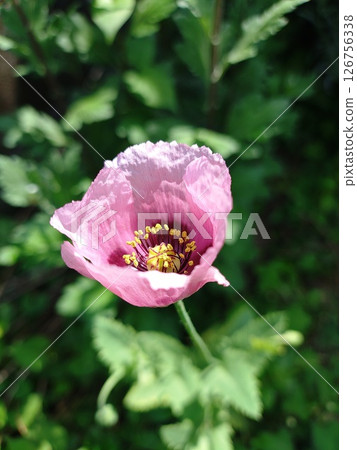 Poppy, an annual plant of the Papaveraceae genus, is designated as a species whose cultivation is prohibited in principle under the Opium Law. 126756338