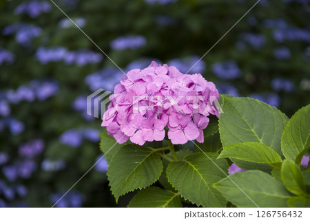 Colour stands out 126756432