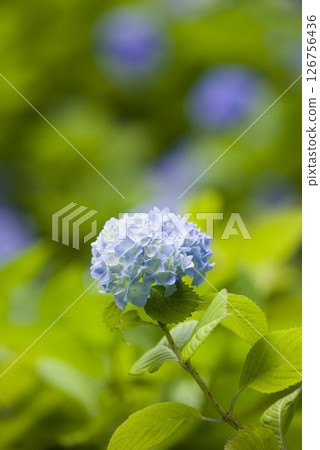 Color change 126756436