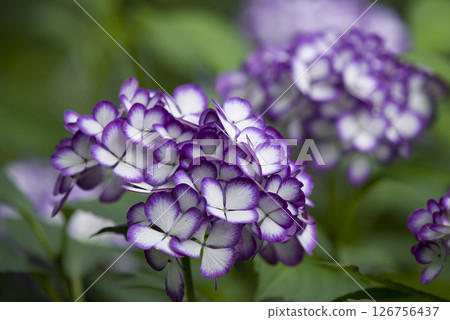 Alluring rainy season flowers 126756437