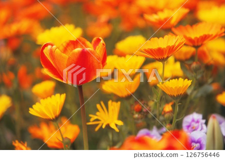 Tulips and calendula Tulips and calendula 126756446