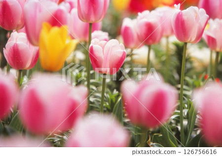 Pink tulip 126756616