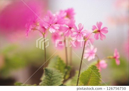 Pink primrose Pink primrose 126756730