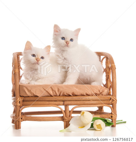 Group of adorable sacred Birman kittens on the wicker armchair in front Group of adorable sacred Birman kittens on the wicker armchair in front 126756817