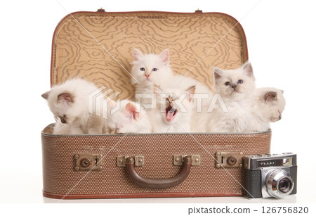 Group of adorable sacred Birman kittens in a suitcase in front 126756820