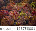 Ripe palm fruits are harvested and ready for sale. 126756881