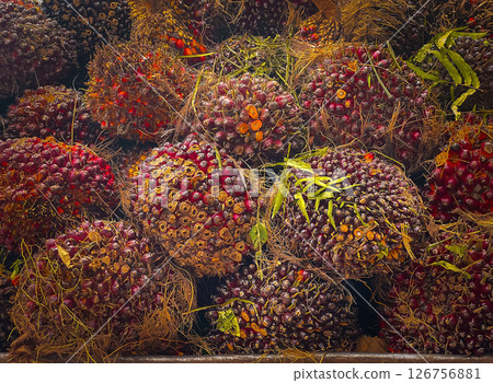 Ripe palm fruits are harvested and ready for sale. Ripe palm fruits are harvested and ready for sale. 126756881