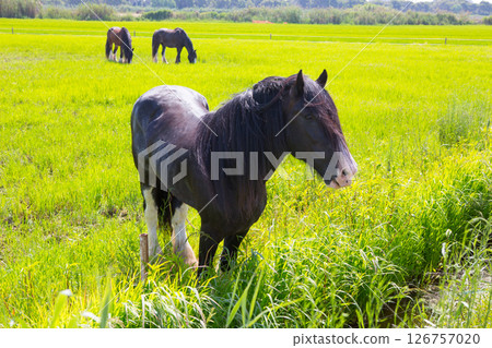 Horses in green yellow spring meadow 126757020