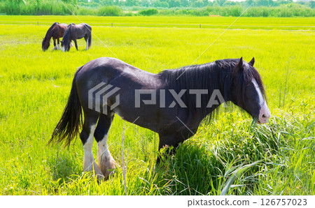Horses in green yellow spring meadow Horses in green yellow spring meadow 126757023