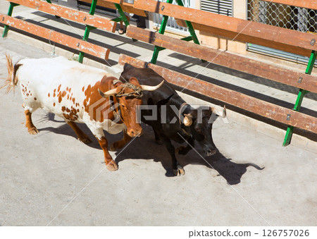 running of the bulls at street fest in Spain 126757026