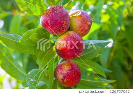 nectarine fruits on a tree with red color nectarine fruits on a tree with red color 126757052