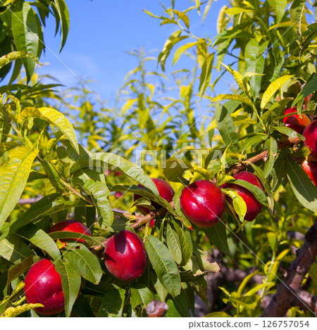nectarine fruits on a tree with red color nectarine fruits on a tree with red color 126757054