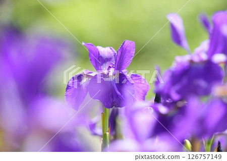 Beautiful irises blooming softly on a green background in early summer 126757149