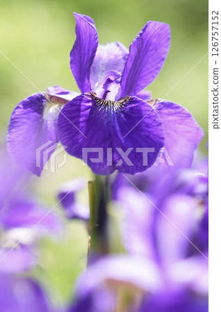 Beautiful irises blooming softly on a green background in early summer Beautiful irises blooming softly on a green background in early summer 126757152
