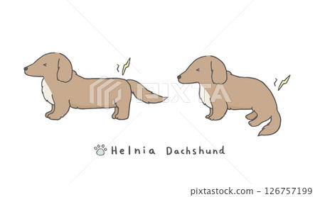 臘腸犬感覺疝氣疼痛 126757199