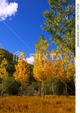 Autumn fall forest with yellow golden poplar trees Autumn fall forest with yellow golden poplar trees 126757324