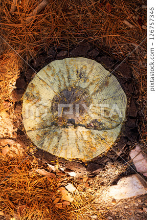 felled pine tree section cutted detail 126757346