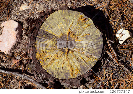 felled pine tree section cutted detail 126757347