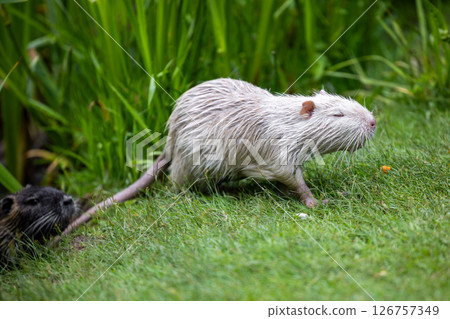 A rare white nutria or coypu (Myocastor coypus) stands on the bank of a pond 126757349