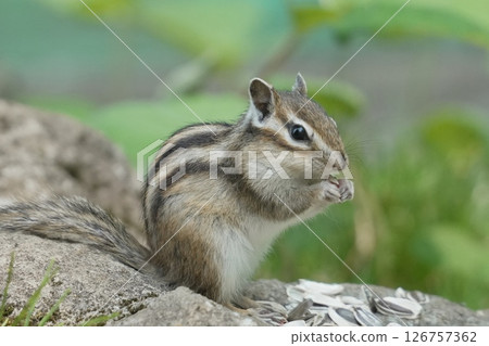 吃向日葵種子的花栗鼠 126757362