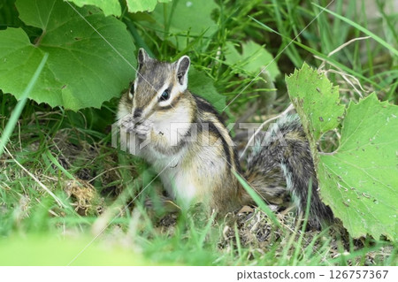 A Hokkaido chipmunk eating something in the grass 126757367