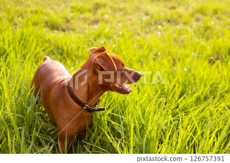 brown Dog mini pinscher in a green meadow brown Dog mini pinscher in a green meadow 126757391