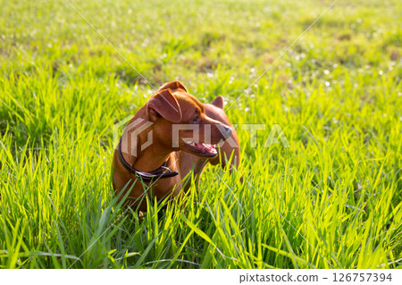 brown Dog mini pinscher in a green meadow 126757394