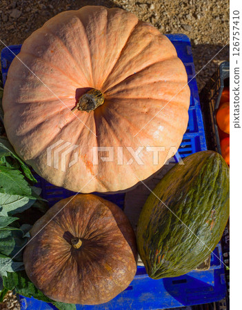 Melon and Pumpkin in autumn fall at market 126757410